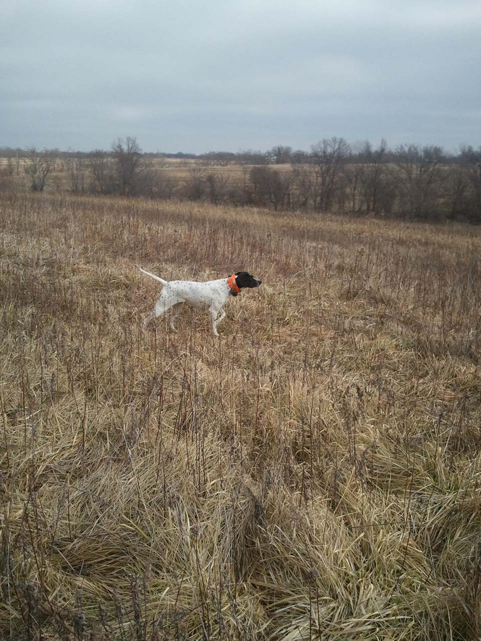 English Pointer Quail Hunting in Illinois